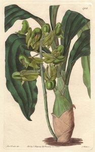 Orchidee Catasetum, native to Brazil - Water forte by S. Watts from an illustration by Sarah Anne Drake (1803-1857), from the Botanical Register بواسطة سيدنهام تيست إدواردز