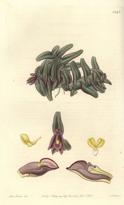 Orchidee epidendrum of Central America - Epidendrum schlechterianum orchid (Purple nanodes, Nanodes discolor). Handcoloured copperplate engraving by S. Watts after an illustration by Miss Sarah Drake from Sydenham Edwards