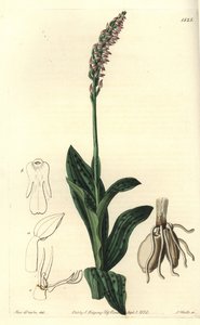 Orchidee neotine - Dense-flowered orchid, Neotinea maculata (One-sized aceras, Aceras secundiflora). Handcoloured copperplate engraving by S. Watts after an illustration by Miss Sarah Drake from Sydenham Edwards