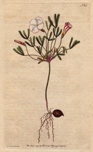 Oxalis (حميض صغير) له أزهار بيضاء مخططة وحلوى زهرية ، موطنها إفريقيا. حميض خشبي مزهر مخطط مع أزهار بيضاء مخططة بالحلوى الوردية. مواطن من أفريقيا. أوكساليس المبرقشة. نقش على صفيحة نحاسية ملونة يدويًا من رسم توضيحي نباتي بواسطة بواسطة سيدنهام تيست إدواردز