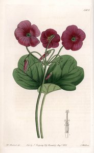 Oxalis de Bowie - Plate engraved by S.Watts, from an illustration by Sarah Anne Drake (1803-1857), from the Botanical Register of Sydenham Edwards (1768-1819), England بواسطة سيدنهام تيست إدواردز