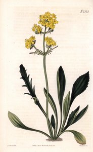 باترينيا سيبيريكا (Altaic valerian ، Valeriana ruthenica). نقش على لوح نحاسي ملون يدويًا بواسطة ويديل بعد رسم توضيحي لسيدنهام إدواردز من "" مجلة صمويل كيرتس النباتية "، لندن بواسطة سيدنهام تيست إدواردز