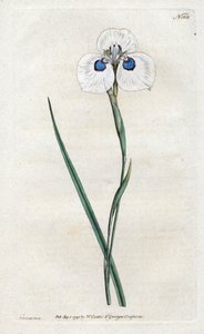الطاووس إيريس - الطباعة الحجرية لسيدنهام إدواردز (1768-1819) ، لوحة من مجلة ويليام كيرتس النباتية (1746-1799) بواسطة سيدنهام تيست إدواردز