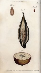 Pericarp of parakeet grass (or wadding) and section of the fruit of domestic apple tree Coloured copper engraving, illustration by Sydenham Edwards (1768-1819) for Botanical Conferences, Lambeth Botanical Garden, England بواسطة سيدنهام تيست إدواردز