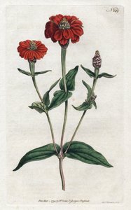 Peruvian zinnia or bresine - Lithography by Sydenham Edwards (1768-1819), from the Botanical Magazine by William Curtis (1746-1799)
