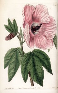 Pink Hibiscus - Plate engraved by S.Watts, from an illustration by Sarah Anne Drake (1803-1857), from the Botanical Register of Sydenham Edwards (1768-1819), England بواسطة سيدنهام تيست إدواردز