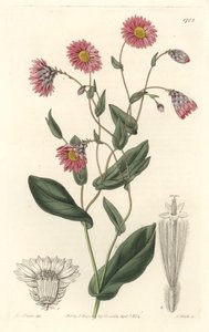 رودانث الوردي ، موطنه أستراليا - ماء قوي S. Watts من رسم توضيحي لسارة آن دريك (1803-1857) ، من السجل النباتي بواسطة سيدنهام تيست إدواردز