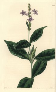 Pseuderanthemum faecundum (Ever-blowing eranthemum, Eranthemum faecundum). Handcoloured copperplate engraving by S. Watts after an illustration by Miss Sarah Drake from Sydenham Edwards