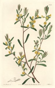 Pultanea flexilis ، موطنها أستراليا - مياه قوية S. Watts من رسم توضيحي لسارة آن دريك (1803-1857) ، من السجل النباتي بواسطة سيدنهام تيست إدواردز