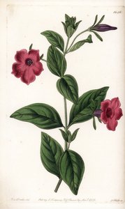 زهرة البطونية الأرجواني - لوحة محفورة بواسطة S.Watts ، من رسم توضيحي لسارة آن دريك (1803-1857) ، من السجل النباتي لسيدنهام إدواردز (1768-1819) ، إنجلترا بواسطة سيدنهام تيست إدواردز