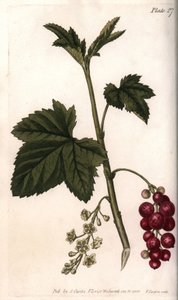 الكشمش الأحمر. نقش نحاسي ملون ، رسم توضيحي لسيدنهام إدواردز (1768-1819) لمؤتمرات النباتية ، حديقة لامبث النباتية (إنجلترا) بواسطة سيدنهام تيست إدواردز