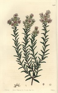 Red soulangia, Soulangia rubra. Handcoloured copperplate engraving by S. Watts after an illustration by J. Hart from Sydenham Edwards