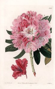 Rhododendron Hybrid Variete - Engraved by S.Watts, from an illustration by Sarah Anne Drake (1803-1857), from the Botanical Register of Sydenham Edwards (1768-1819), England