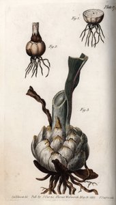 جذر وبصلة الزنابق. نقش نحاسي ملون ، رسم توضيحي لسيدنهام إدواردز (1768-1819) لمؤتمرات نباتية ، حديقة لامبث النباتية (إنجلترا)