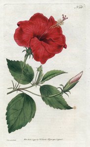 Rose de Chine - مطبوعات حجرية لسيدنهام إدواردز (1768-1819) ، لوحة من مجلة William Curtis النباتية (1746-1799) بواسطة سيدنهام تيست إدواردز