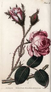Rose, rose flower hundred leaves. Coloured copper engraving, illustration by Sydenham Edwards (1768-1819) for Conferences of Botanical, Botanical Garden of Lambeth (England) بواسطة سيدنهام تيست إدواردز