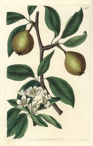 أوراق الميرمية الكمثرى - الكمثرى ذات الأوراق المريمية ، Pyrus salviifolia (Pyrus salvifolia). نقش على لوح نحاسي ملون يدويًا بواسطة S. Watts بعد رسم توضيحي لسارة دريك من سجل نباتات سيدنهام إدواردز ، ريدجواي ، لندن بواسطة سيدنهام تيست إدواردز
