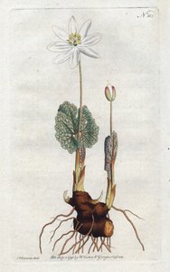 Sanguinaire du Canada - مطبوعات حجرية لسيدنهام إدواردز (1768-1819) ، لوحة من مجلة ويليام كورتيس النباتية (1746-1799) بواسطة سيدنهام تيست إدواردز