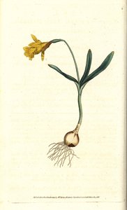 Small narcissus - Least daffodil, Narcissus pseudonarcissus subsp. minor (Narcissus minor). Handcolured copperplate engraving after a botanical illustration by James Sowerby from William Curtis