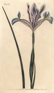 القزحية الاسبانية ، Iris Xiphium. نقش على لوح نحاسي ملون يدويًا من قبل ف. بواسطة سيدنهام تيست إدواردز
