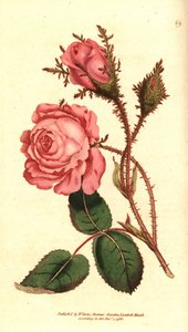 Sparkling rose (sparkling rose) - Pink moss, Rosa centifolia f. muscosa (Rosa muscosa). Handcolured copperplate engraving after a botanical illustration from William Curtis