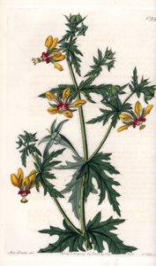 الخشخاش الحار - صفيحة محفورة بواسطة S. Watts ، من رسم توضيحي لسارة آن دريك (1803-1857) ، من السجل النباتي لسيدنهام إدواردز (1768-1819) ، إنجلترا بواسطة سيدنهام تيست إدواردز