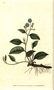 Spring Omphalodes or Printaniere Little Borage - Creeping navelwort, Omphalodes verna (blue navelwort, Cynoglossum omphalodes). Handcolured copperplate engraving after a botanical illustration by James Sowerby from William Curtis