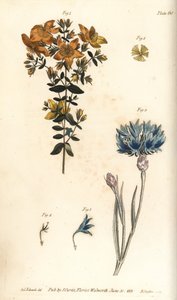 نبتة سانت جون ، Hypericum perforatum ، بوليدلفيا بواسطة سيدنهام تيست إدواردز