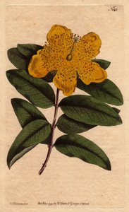 نبتة سانت جون ذات أزهار صفراء عريضة. نبتة العرن المثقوب مزهرة كبيرة مع أزهار صفراء. Hypericum calycinum. نقش على لوح نحاسي ملون يدويًا من رسم نباتي رسمه سيدنهام إدواردز من "" مجلة نباتية لـ William Curtis "" 1790-1800. بواسطة سيدنهام تيست إدواردز