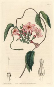 الصدى النجمي ، موطنه البرازيل - موطن الماء بواسطة S. Watts من رسم توضيحي لسارة آن دريك (1803-1857) ، من السجل النباتي بواسطة سيدنهام تيست إدواردز