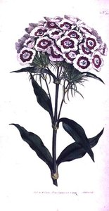 Sweet William أو Bearded Pink (Dianthus barbatus) ، اللوحة 205 من William Curtis 'The Botanical Magazine' (أو 'Flower Garden Displayed') ، نقشها الفنان ، حانة. 1792 (نقش) بواسطة سيدنهام تيست إدواردز