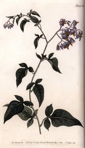 Sweet bitter or bitter sweet nightshade. Coloured copper engraving, illustration by Sydenham Edwards (1768-1819) for Conferences of Botanical, Botanical Garden of Lambeth (England) بواسطة سيدنهام تيست إدواردز