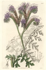 نبات حشيشة الدود phacelia ، موطنه كاليفورنيا - موطن الماء بواسطة S. Watts من رسم توضيحي لسارة آن دريك (1803-1857) ، من السجل النباتي بواسطة سيدنهام تيست إدواردز