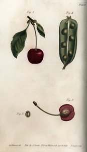 The pea pericarp (leguminous) and section of the fruit of cherry (or wild cherry or birds). Coloured copper engraving, illustration by Sydenham Edwards (1768-1819) for Conferences of Botanical, Botanical Garden of Lambeth (England) بواسطة سيدنهام تيست إدواردز