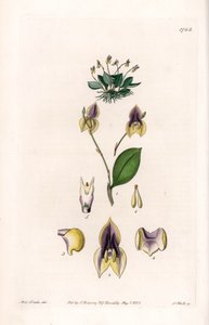 ثلاثة أسنان Lepanthe - لوحة محفورة بواسطة S.Watts ، من رسم توضيحي لسارة آن دريك (1803-1857) ، من السجل النباتي لسيدنهام إدواردز (1768-1819) ، إنجلترا بواسطة سيدنهام تيست إدواردز