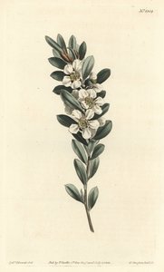 شجرة الآس أو الآس الأسترالي - شجرة الشاي الساحلية ، Leptospermum laevigatum (Smooth Fabricia ، Fabricia laevigata). نقش على لوح نحاسي ملون يدويًا بواسطة F. Sansom Jr. بعد رسم توضيحي لسيدنهام إدواردز من مجلة William Curtis النباتية ، T. Cur بواسطة سيدنهام تيست إدواردز