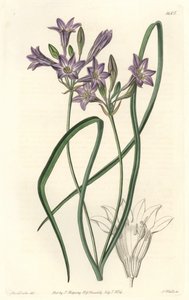 Triteleia ou brodiacea lache - Water forte by S. Watts from an illustration by Sarah Anne Drake (1803-1857), from the Botanical Register بواسطة سيدنهام تيست إدواردز
