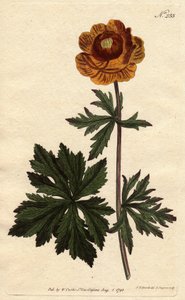 Troll or Asian gold ball with dark yellow flower, native to Siberia and Cappadocia. Asian globe flower with deep yellow flower. A native of Siberia and Cappadocia. Trollius asiaticus. Handcolored copperplate engraving from a botanical illustration by Syden بواسطة سيدنهام تيست إدواردز