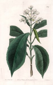 Turpinia Variete - لوحة محفورة بواسطة S. Watts ، من رسم توضيحي لسارة Anne Drake (1803-1857) ، من السجل النباتي لسيدنهام إدواردز (1768-1819) ، إنجلترا بواسطة سيدنهام تيست إدواردز