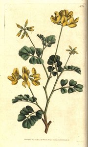 فالنسيا كورونا - البيقية العقرب ، Coronilla valentina subsp. glauca (كورونيلا خضراء أو ذات رائحة نهارية ، Coronilla glauca). نقش على لوح نحاسي ملون يدويًا بعد رسم توضيحي نباتي من قبل سيدنهام إدواردز من مجلة ويليام كيرتس النباتية