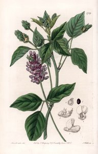 Variete de Psoralea - لوحة محفورة بواسطة S. Watts ، من رسم توضيحي لسارة Anne Drake (1803-1857) ، من السجل النباتي لسيدنهام إدواردز (1768-1819) ، إنجلترا بواسطة سيدنهام تيست إدواردز