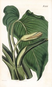 Variete de calla ou arum - Aromatic calla، Homalomena aromatica (Calla aromatica). نقش على لوح نحاسي ملون يدويًا بواسطة ويديل بعد رسم توضيحي لسيدنهام إدواردز من "" مجلة صمويل كيرتس النباتية "، لندن بواسطة سيدنهام تيست إدواردز