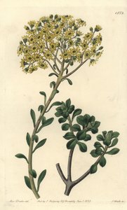 Variete de joubarb - Villous houseleek, Sempervivum villosum. Handcoloured copperplate engraving by S. Watts after an illustration by Miss Sarah Drake from Sydenham Edwards