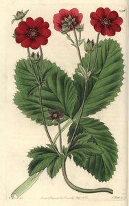 Variete of Cinquefoil - Russell