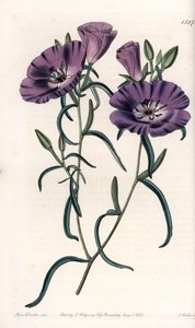 Variete of Clarkia, native of South America Engraved by S.Watts, from an illustration by Sarah Anne Drake (1803-1857), from the Botanical Register of Sydenham Edwards (1768-1819), England بواسطة سيدنهام تيست إدواردز