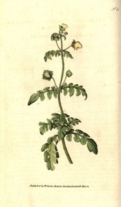 Variete of calceolar - Pinnated slipper-wort, Calceolaria pinnata. Handcolured copperplate engraving after a botanical illustration by James Sowerby from William Curtis