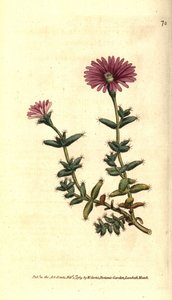 مجموعة متنوعة من ficoid - القطيفة الملتحية ، Mesembryanthemum barbarum. نقش على لوح نحاسي ملون يدويًا بعد رسم توضيحي نباتي من مجلة ويليام كيرتس النباتية ، لامبث مارش ، لندن بواسطة سيدنهام تيست إدواردز