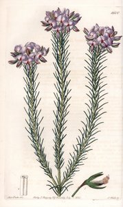 Variete of gompholobium (عائلة من النباتات البقولية) ، موطنها أستراليا - لوحة محفورة بواسطة S. Watts ، من رسم توضيحي لسارة Anne Drake (1803-1857) ، من السجل النباتي لسيدنهام إدواردز (1768-1819) ، إنجلترا بواسطة سيدنهام تيست إدواردز