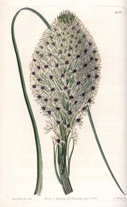 Variete of liliacee (Helonias asphodeloides) - نقش بواسطة S.Watts ، من رسم توضيحي لسارة آن دريك (1803-1857) ، من السجل النباتي لسيدنهام إدواردز (1768-1819) ، إنجلترا بواسطة سيدنهام تيست إدواردز