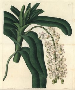 Variete of orchid epidendrum, known as Jamaican ointment - Fox brush orchid or horn-flowered airplant, Aerides cornutum. Handcoloured copperplate engraving by S. Watts after an illustration by Sarah Drake from Sydenham Edwards